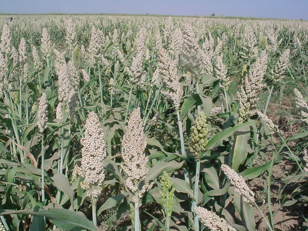 Sorghum