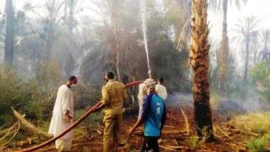 fire to palm trees in dongola destroys over 1000 palm trees