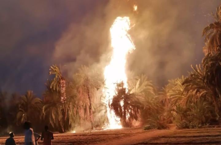 palm tree fires continue to rage on in the sudanese northern state with 2000 trees being devoured by the flames this time