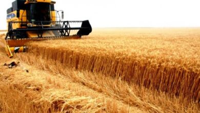 Gezira farmers say they would rather go to jail than hand agricultural bank their wheat produce