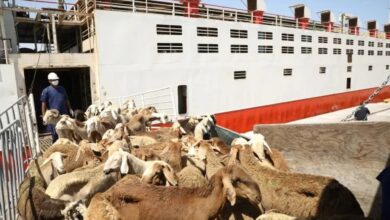 livestock sector in sudan responsible for $650 million in 2020 says,,,